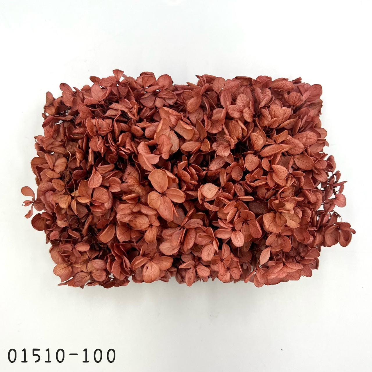 日本不凋中葉繡球 01510-100