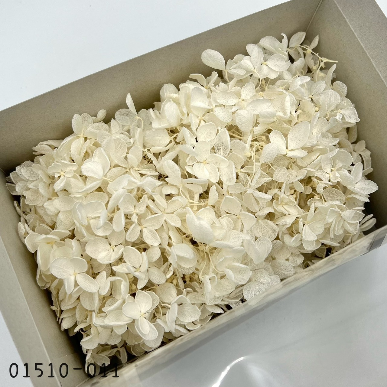 日本不凋中葉繡球 01510-011