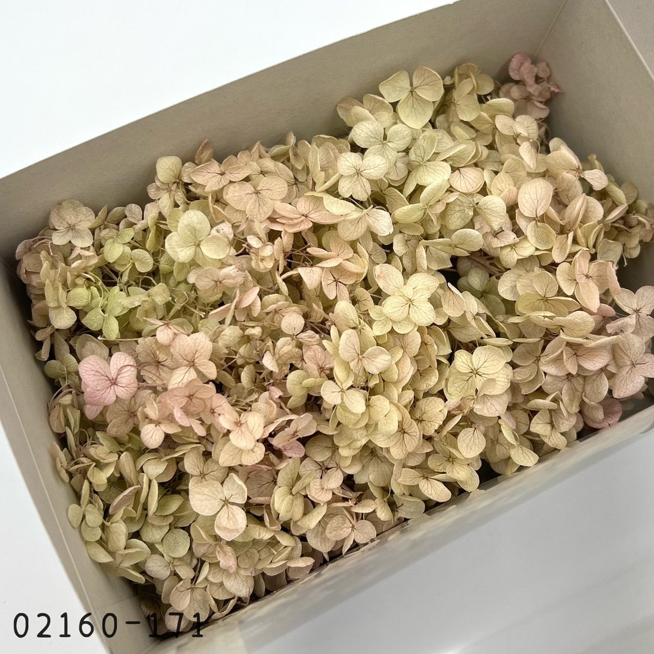 日本不凋安娜繡球 02160-171