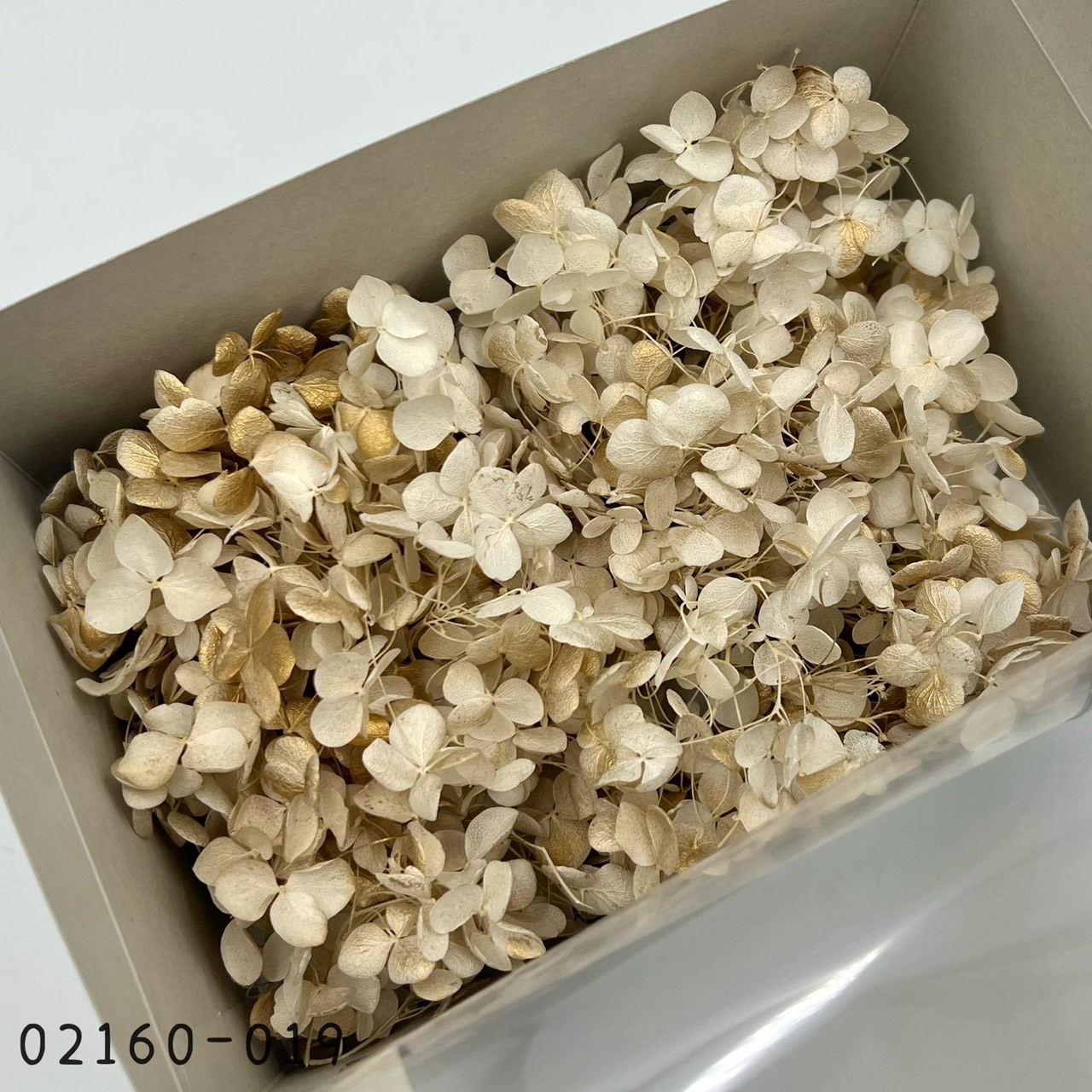 日本不凋安娜繡球 02160-019