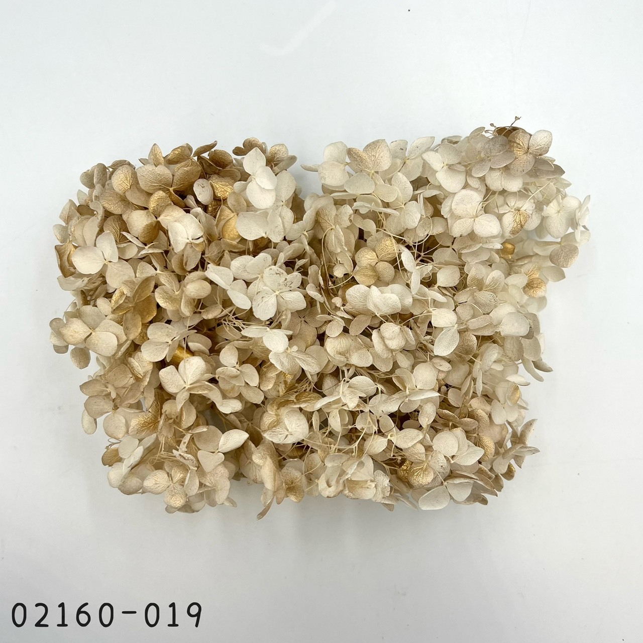 日本不凋安娜繡球 02160-019