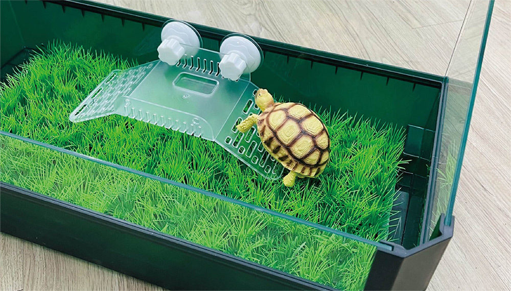 寵物可輕鬆從水中上岸，曬太陽與吸收維生素D3，有效幫助鈣質吸收與健康管理