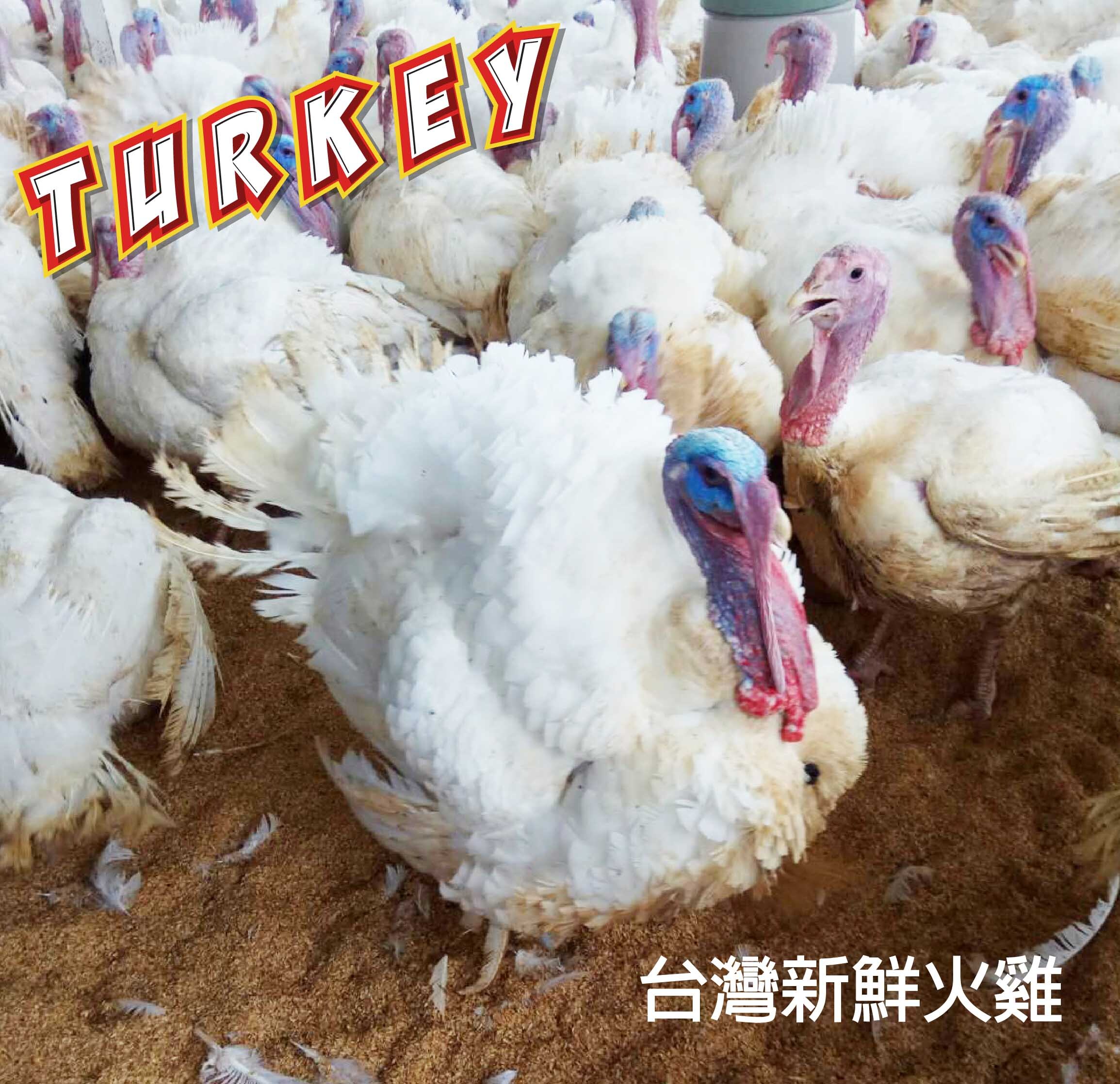 台灣本地飼養的新鮮火雞食安有保障_趕食髦_爆能火G