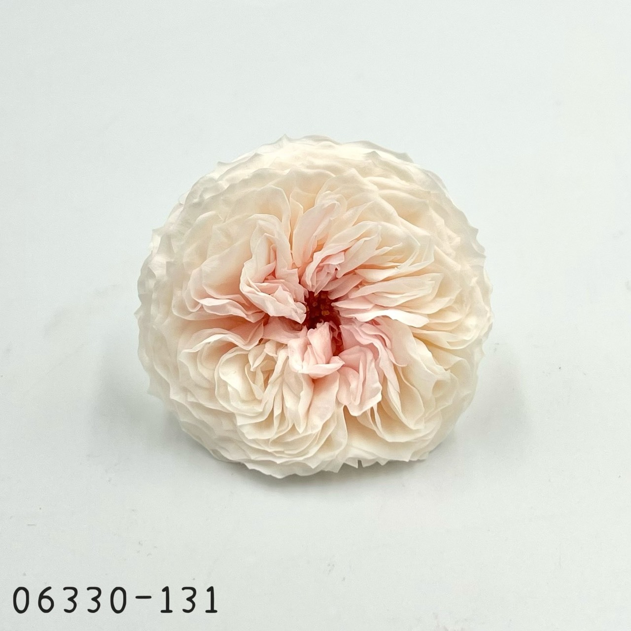 日本不凋薔薇玫瑰(大) 06330-131