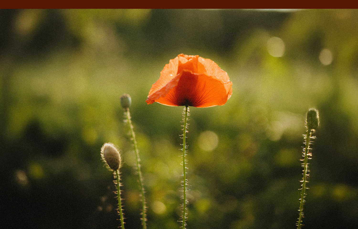 佛手柑層次分明的柑橘氣息-2