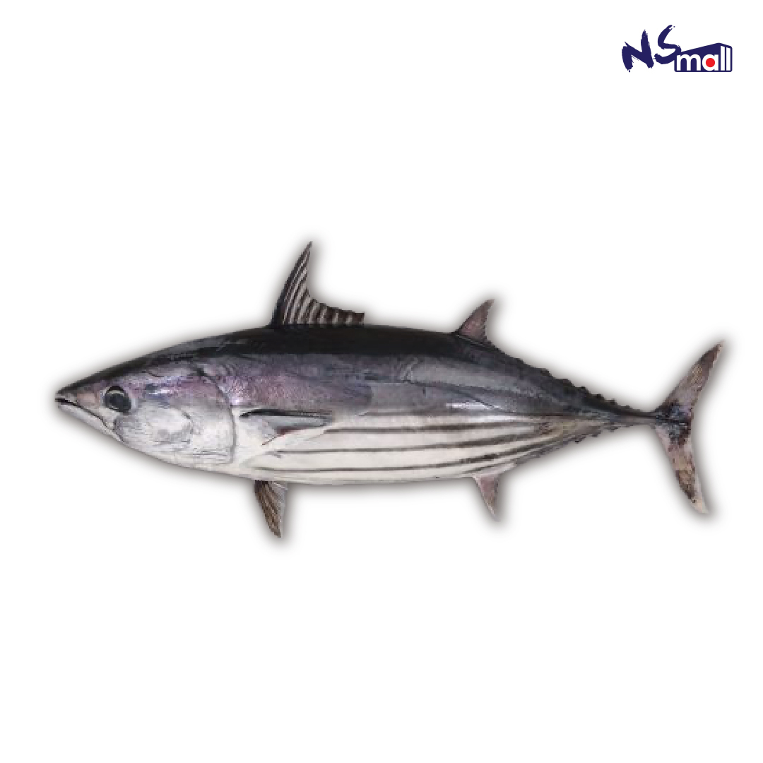 鰹魚カツオ 約3-3.5kg /條