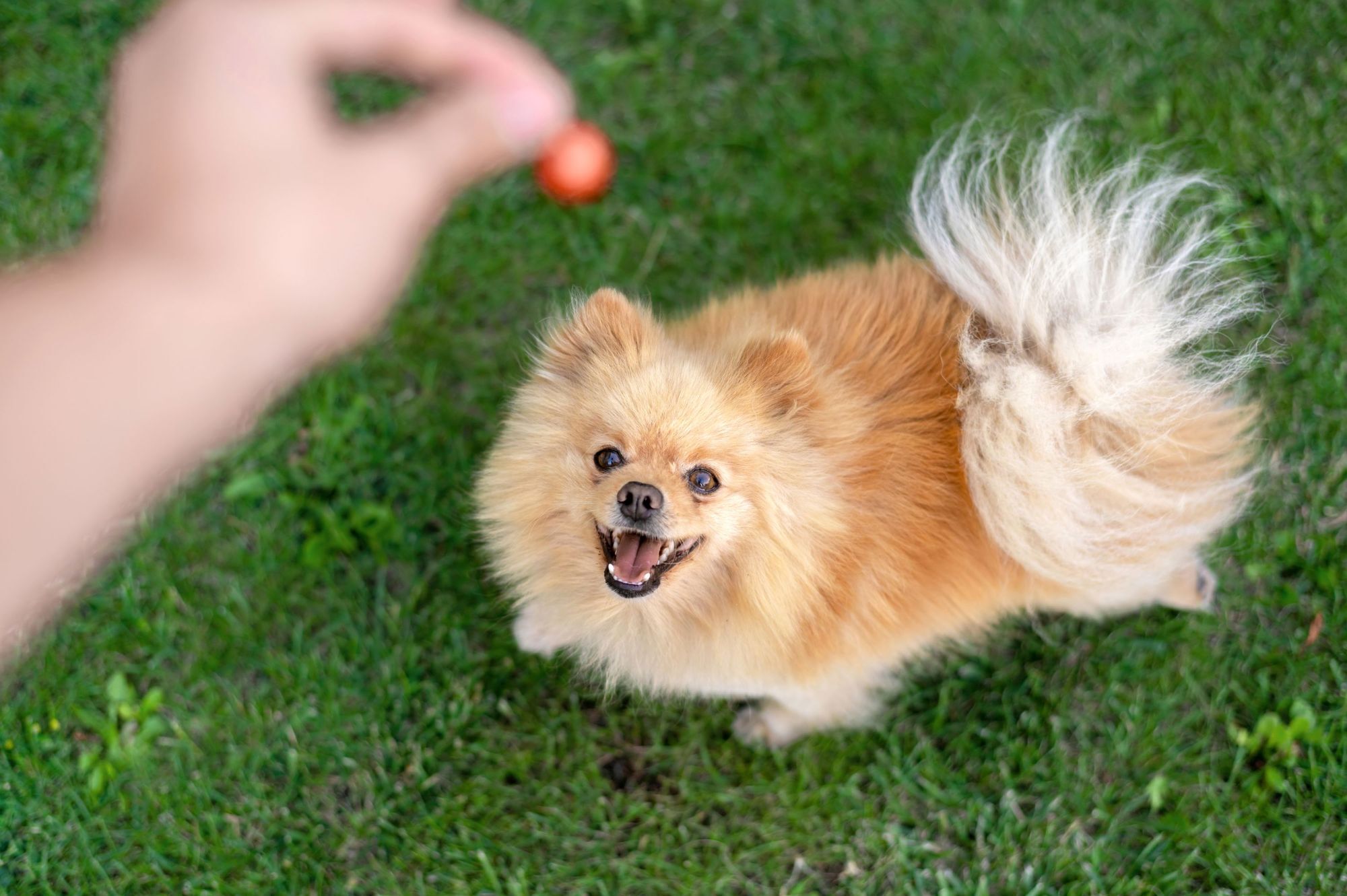 博美犬吃東西圖片