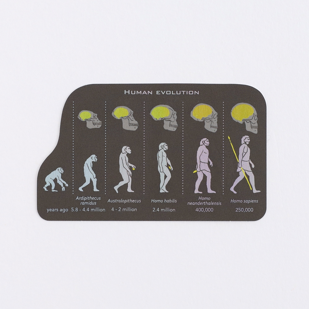 進化生物學 防水大貼紙｜日本STUDY HOLIC