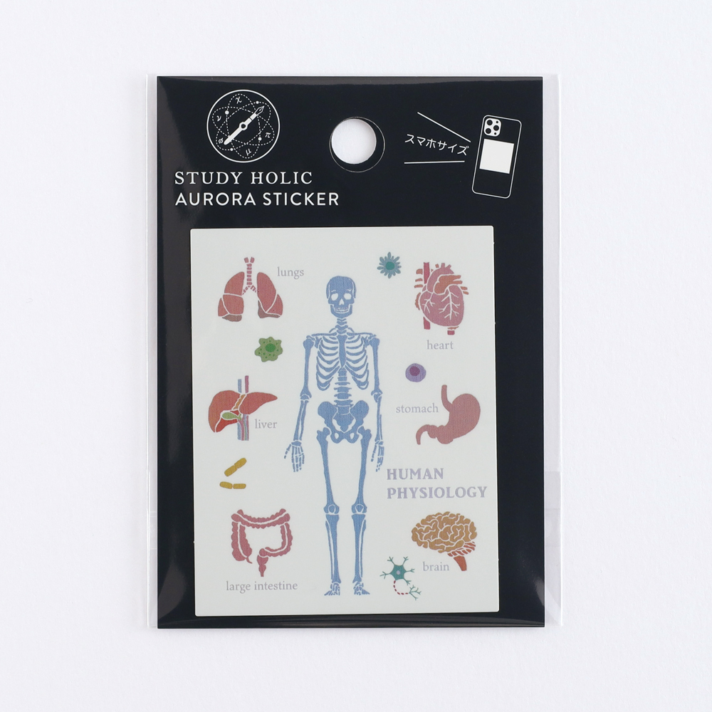 人體生物學 防水大貼紙｜日本STUDY HOLIC