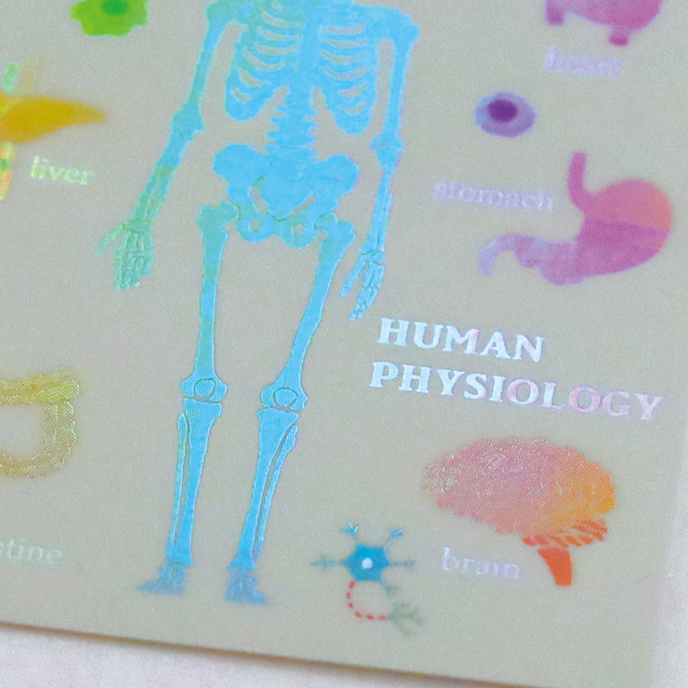 人體生物學 防水大貼紙｜日本STUDY HOLIC