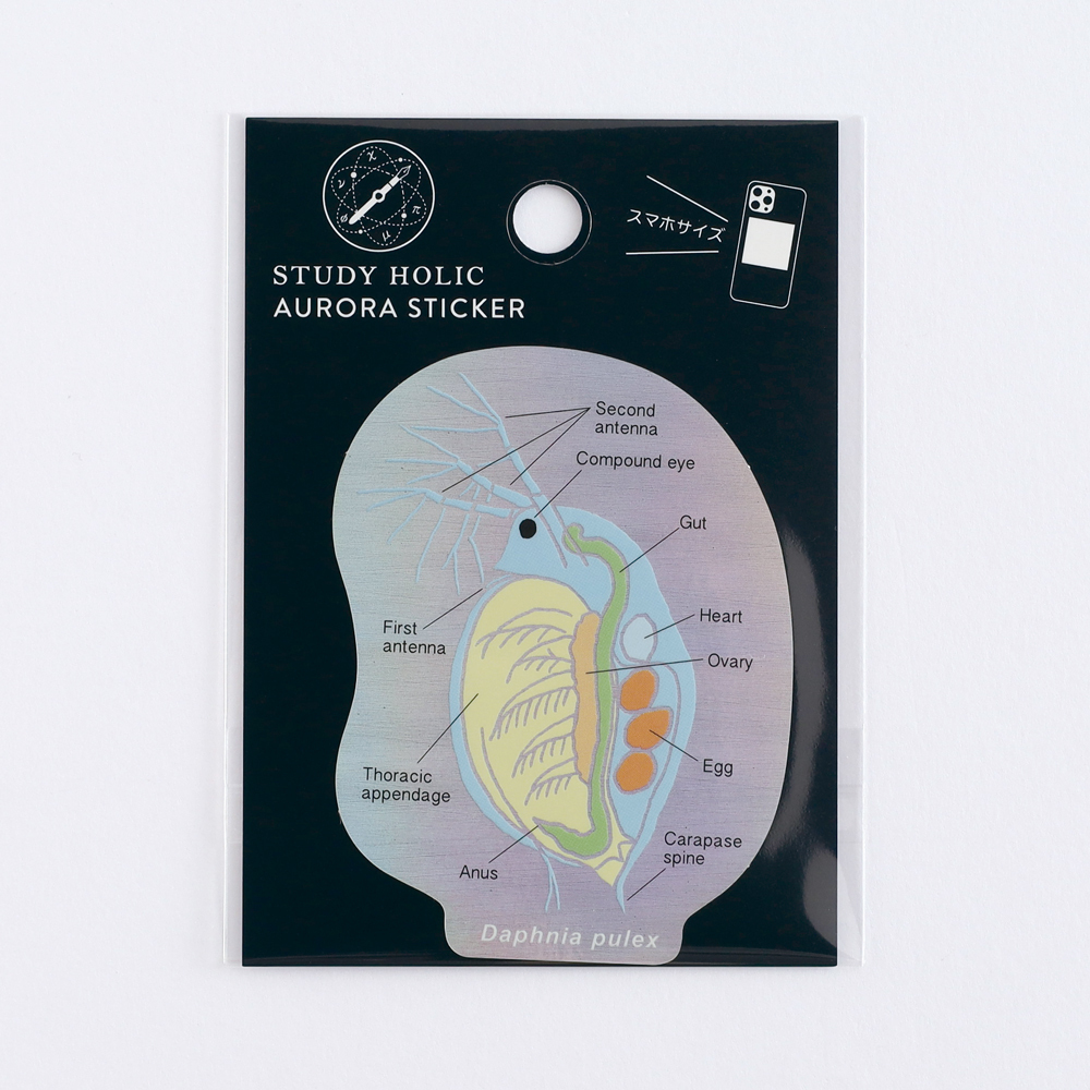 水蚤 微生物學 防水大貼紙｜日本STUDY HOLIC