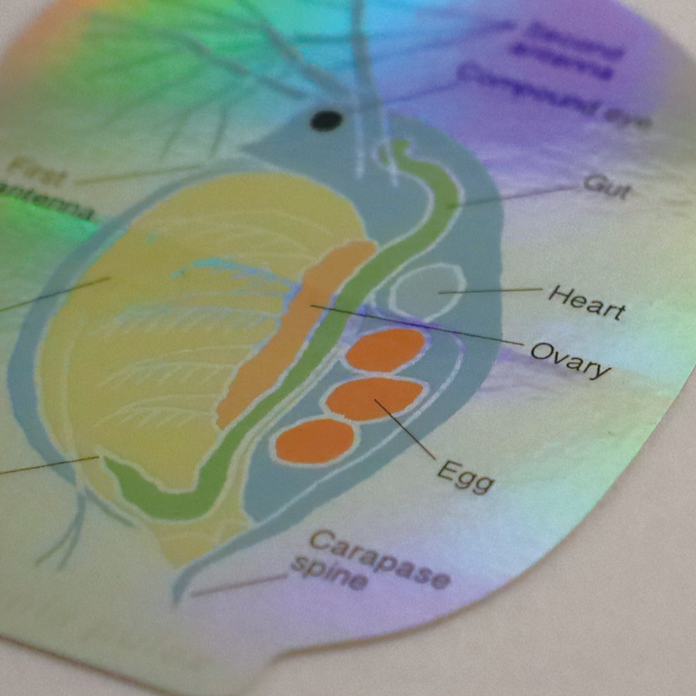 水蚤 微生物學 防水大貼紙｜日本STUDY HOLIC
