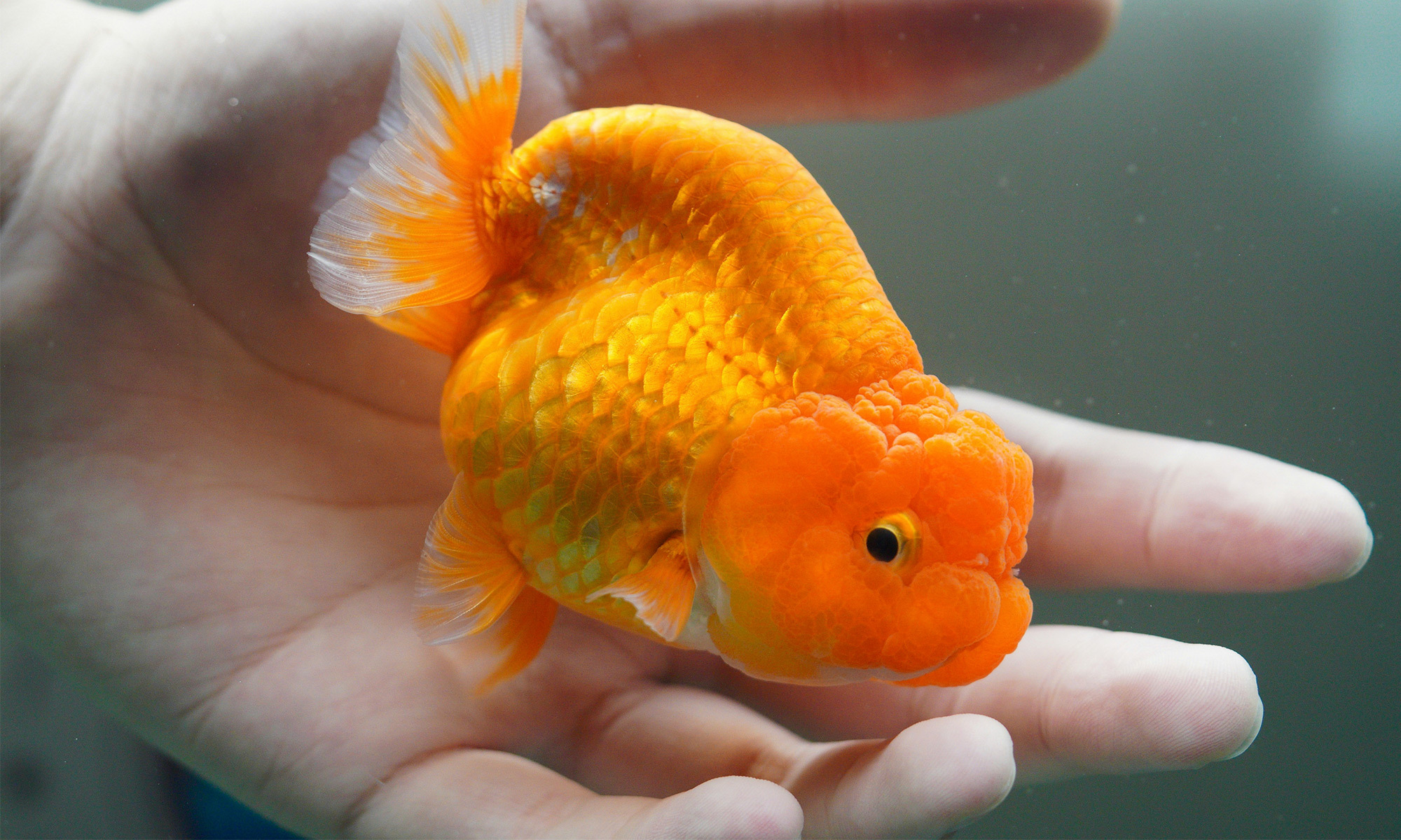 摸過魚的朋友都知道，魚兒身上總是滑滑黏黏的，感覺有點像是在表面覆蓋了一層透明的保護膜