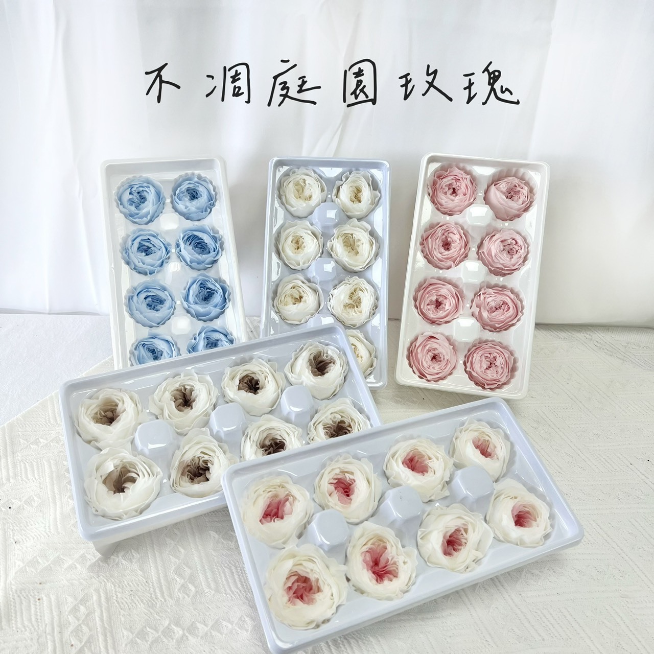 不凋庭園玫瑰(8朵)