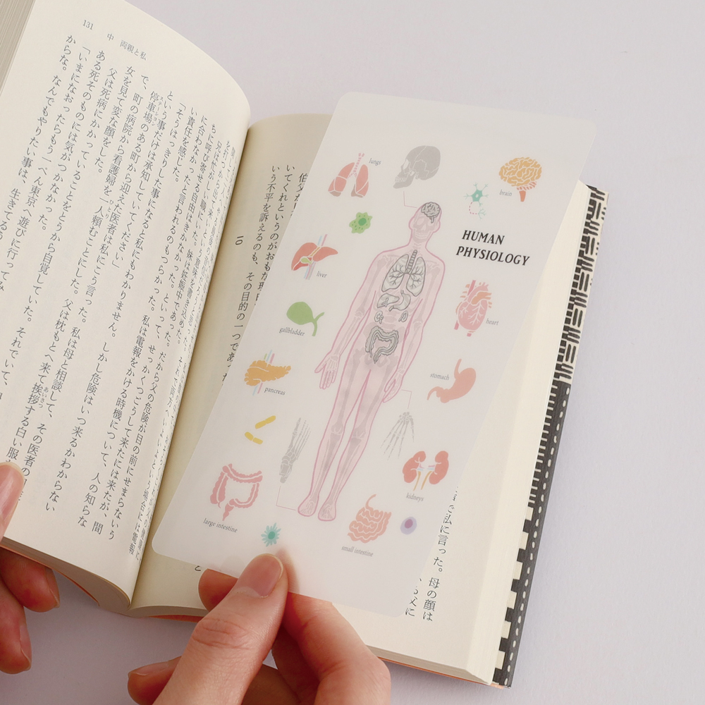 人體生物學 透明書籤 小墊板｜日本STUDY HOLIC