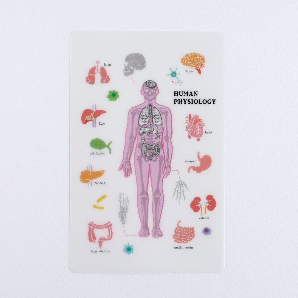 人體生物學 透明書籤 小墊板｜日本STUDY HOLIC