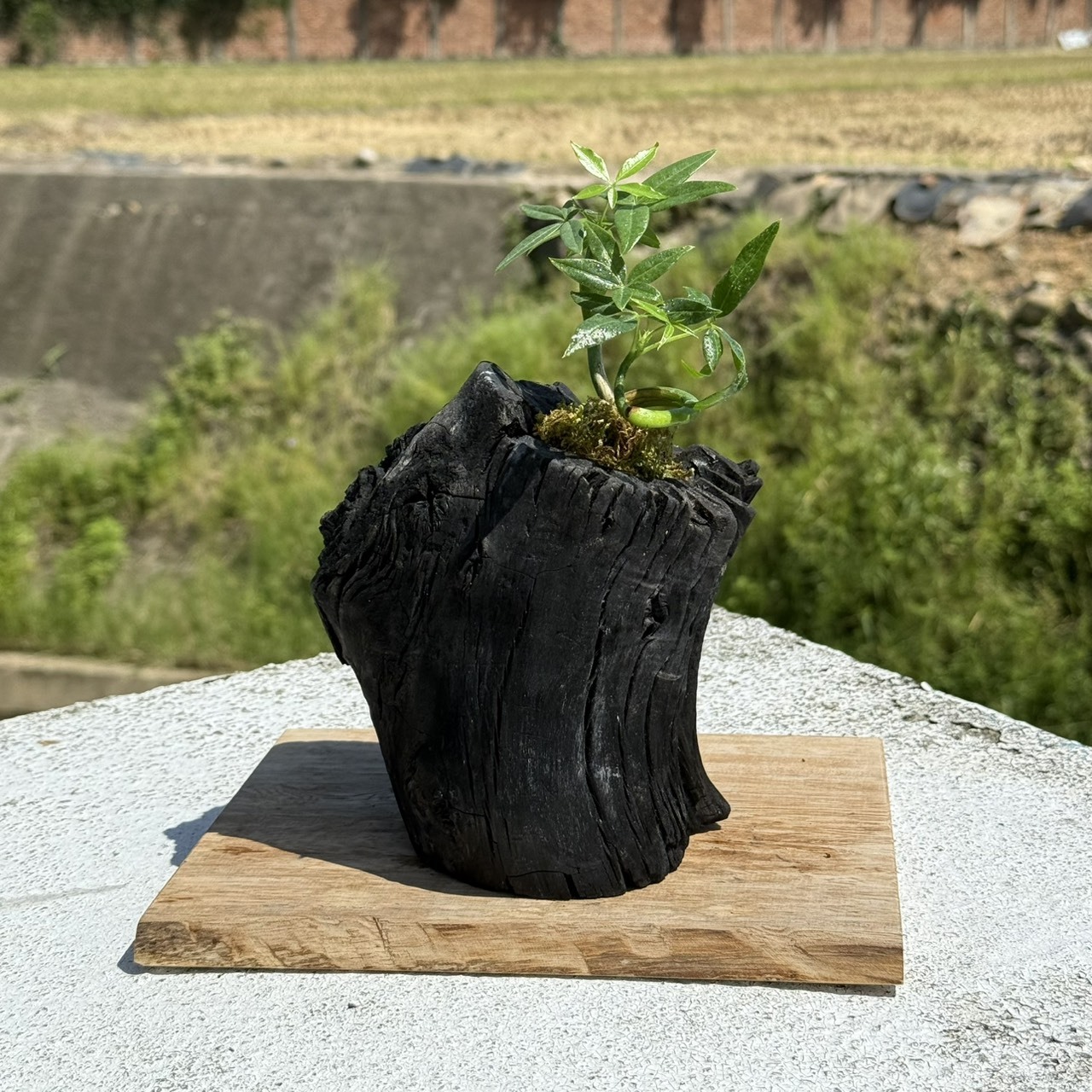 藝術炭盆栽-馬拉巴栗(發財樹)