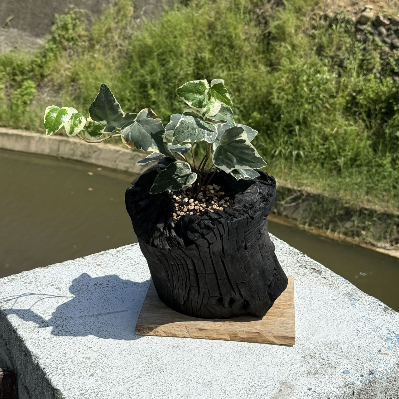 藝術炭盆栽-常春藤