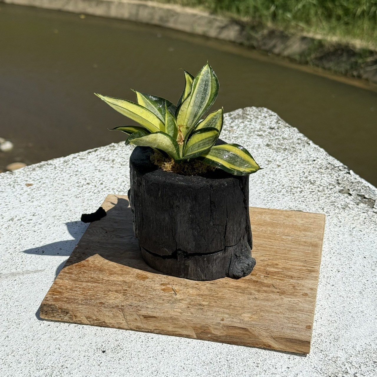 藝術炭盆栽－虎尾蘭