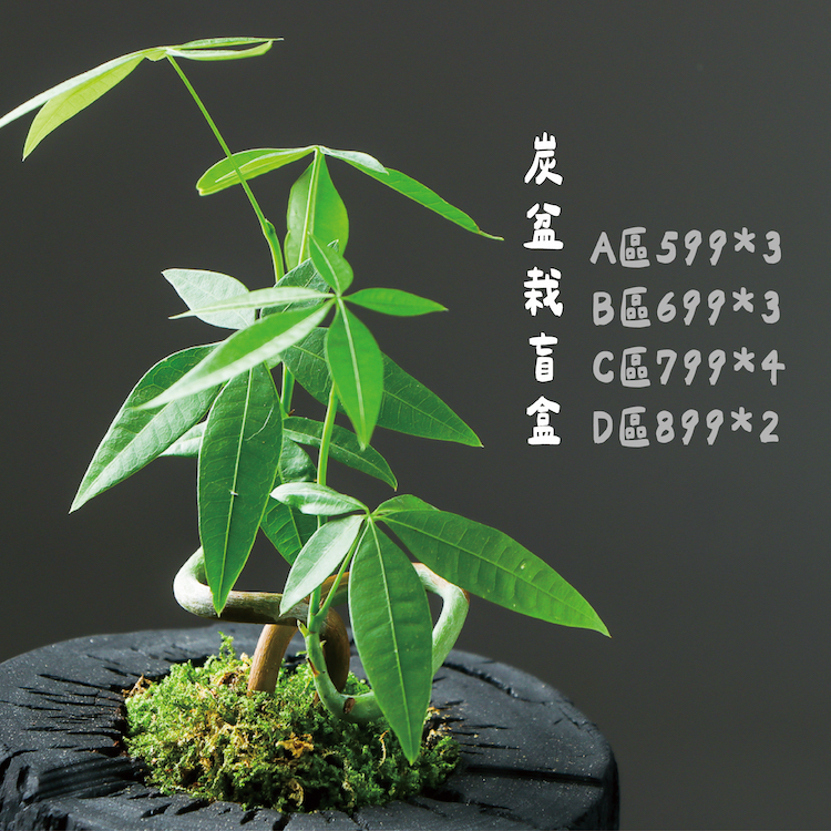 藝術炭盆栽-盲盒