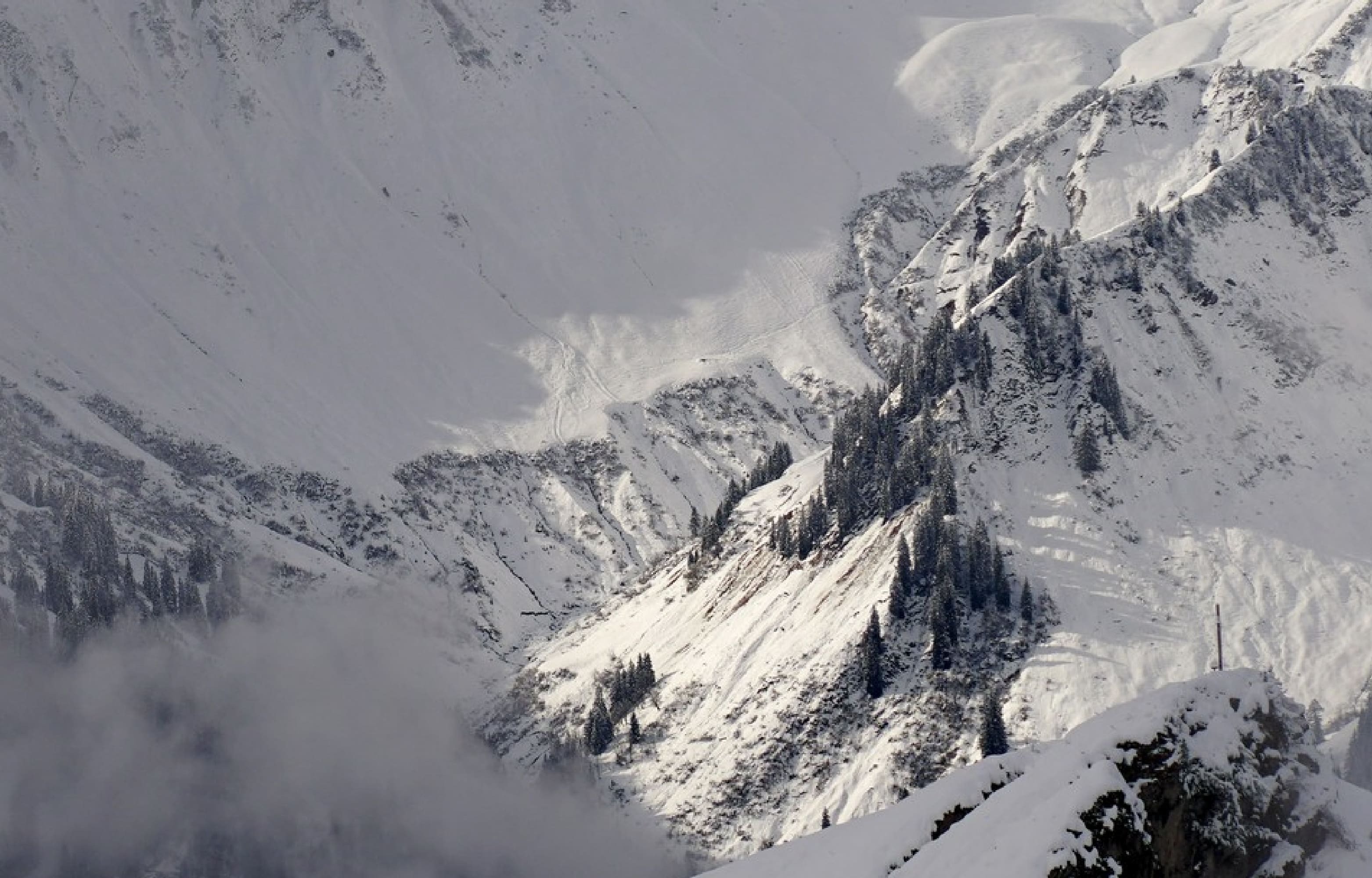 阿爾卑斯山的野玫瑰，日本 Tornare<sup>®</sup> 專利海藻醣