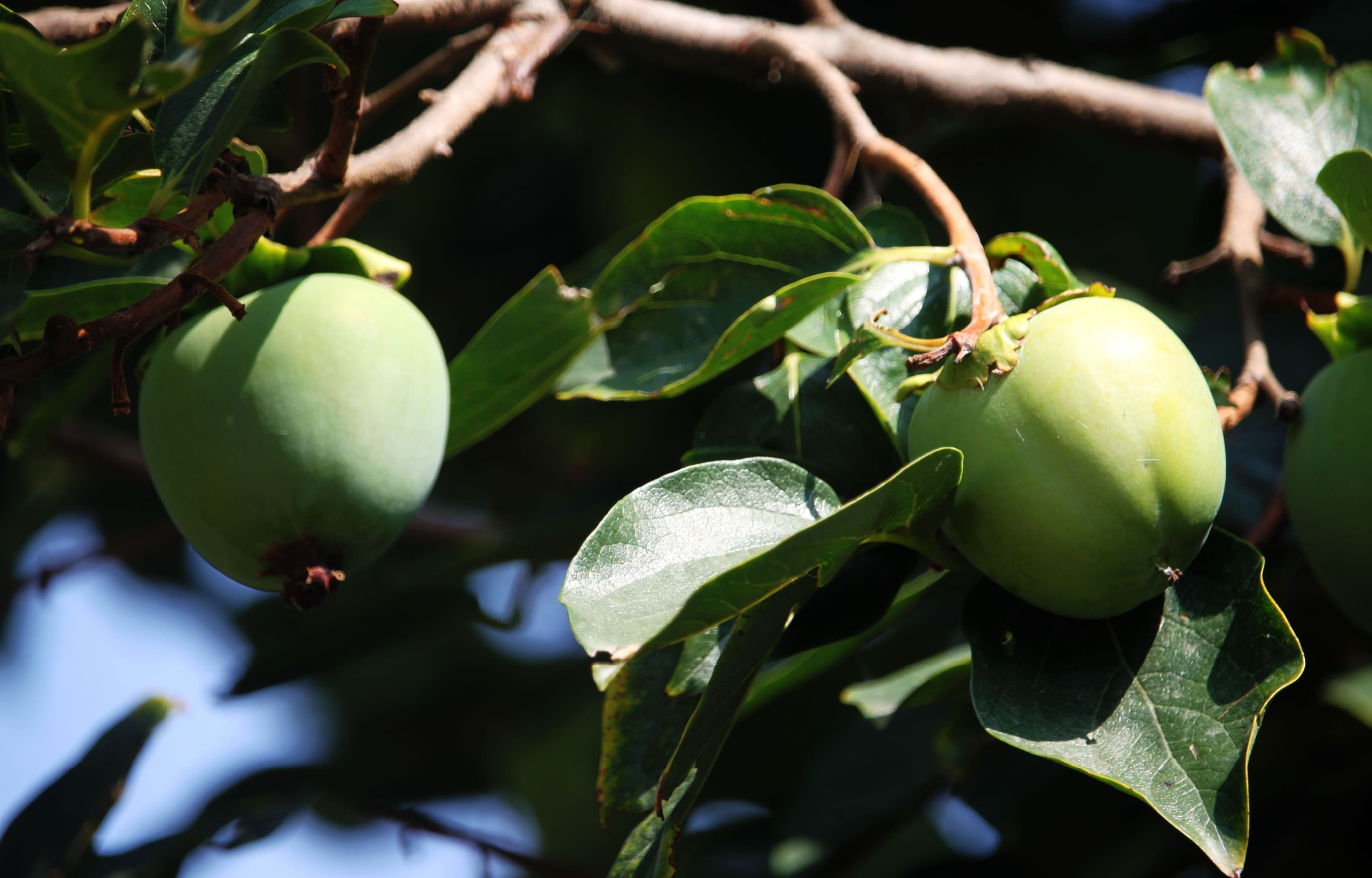 來自天然的饋贈——卡卡杜果