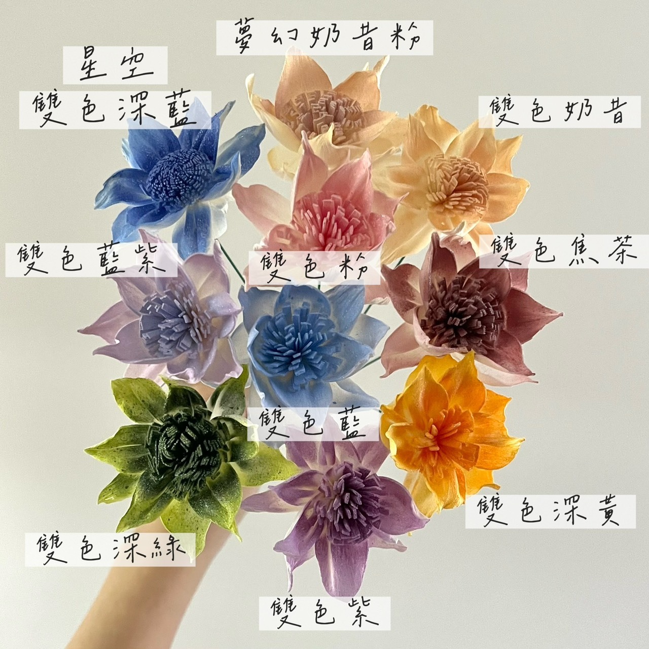 泰國索拉花 鐵線蓮 6CM  <十支一把>  (高品質)