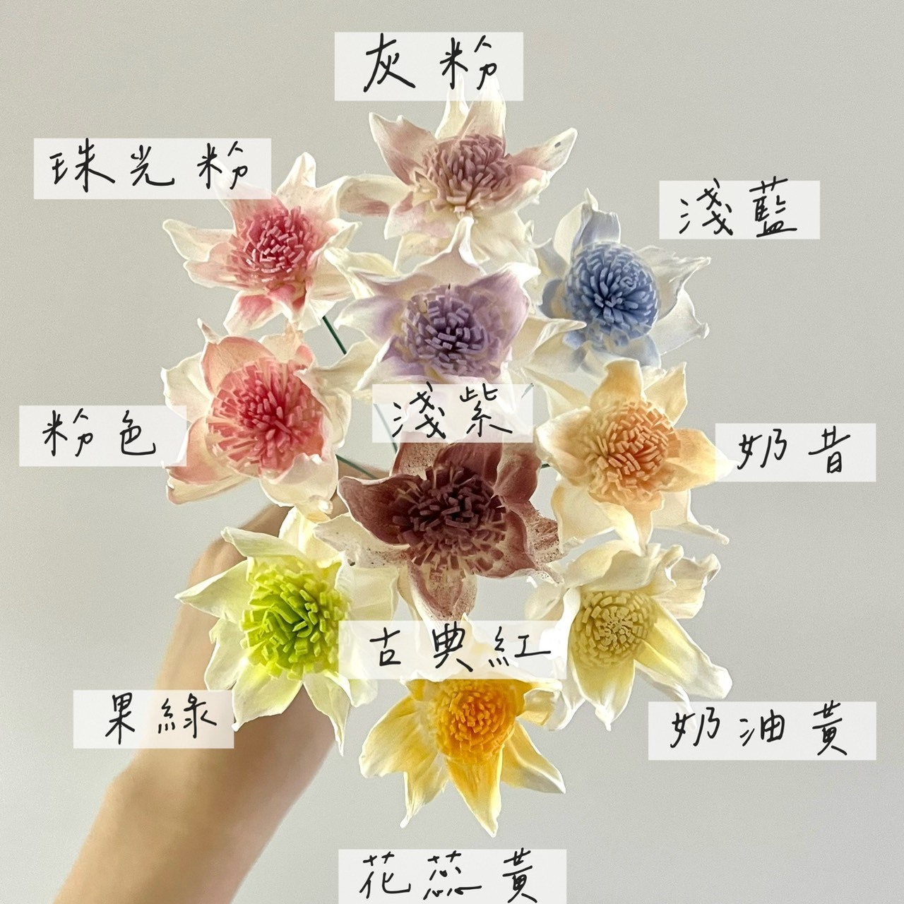 泰國索拉花 鐵線蓮 4CM <十支一把> (高品質)