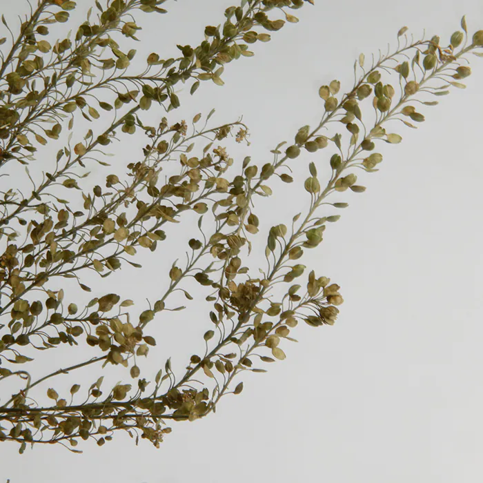 【特價】永生綠鈴草