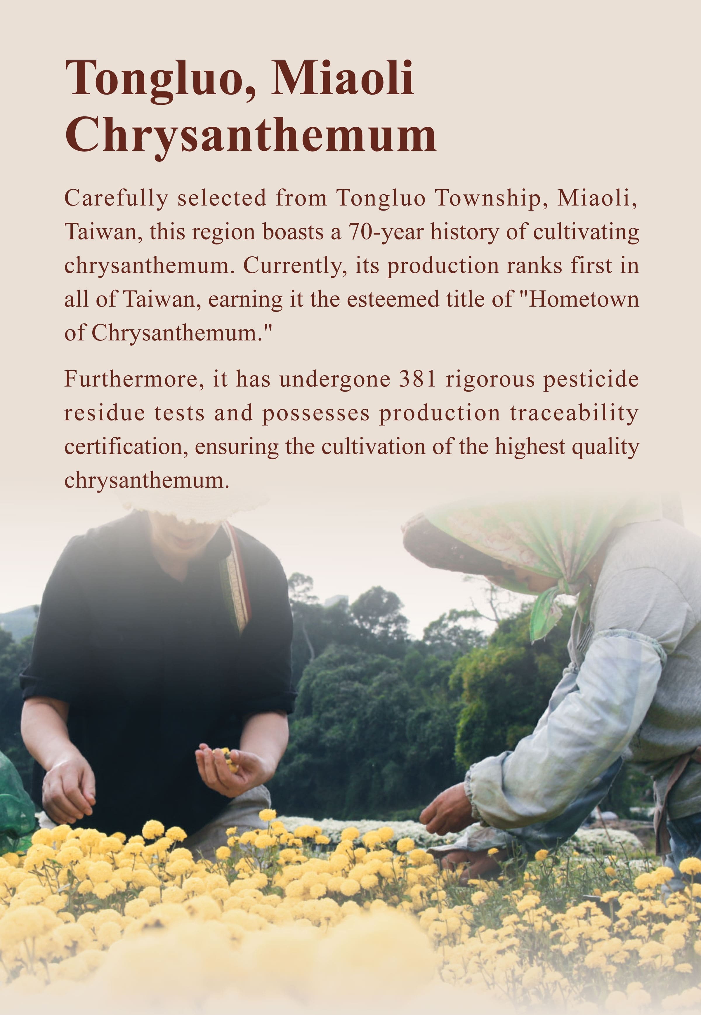 The Benefits of Dengyi Chrysanthemum