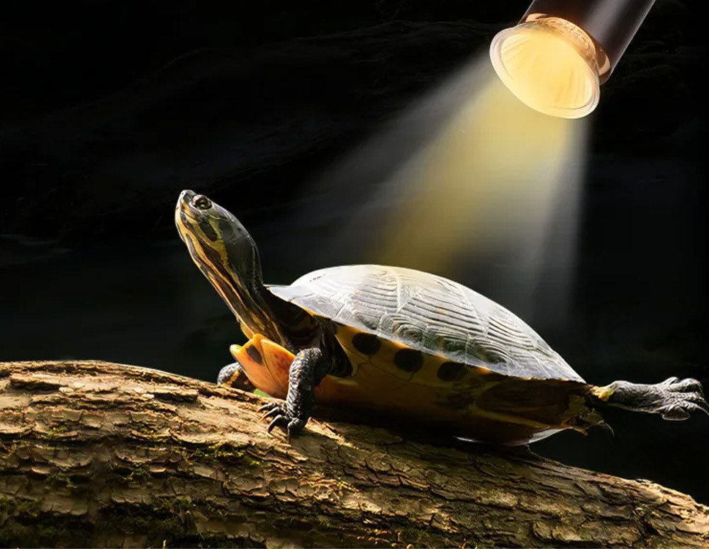 日均使用2至4小時，模擬自然日光，替代曬太陽的需求，有效維護寵物健康