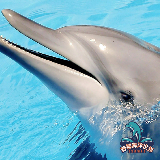 【新北】野柳海洋世界 門票