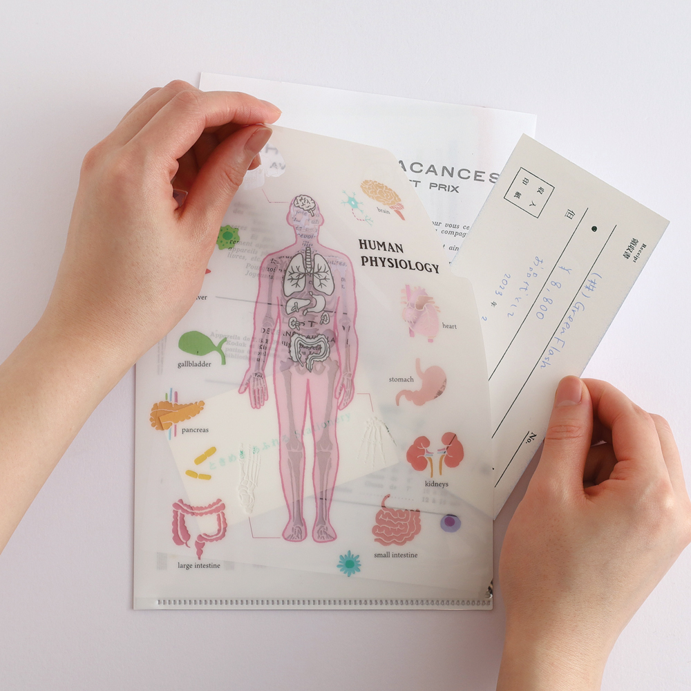 人體生物學 A5 雙層資料夾｜日本STUDY HOLIC