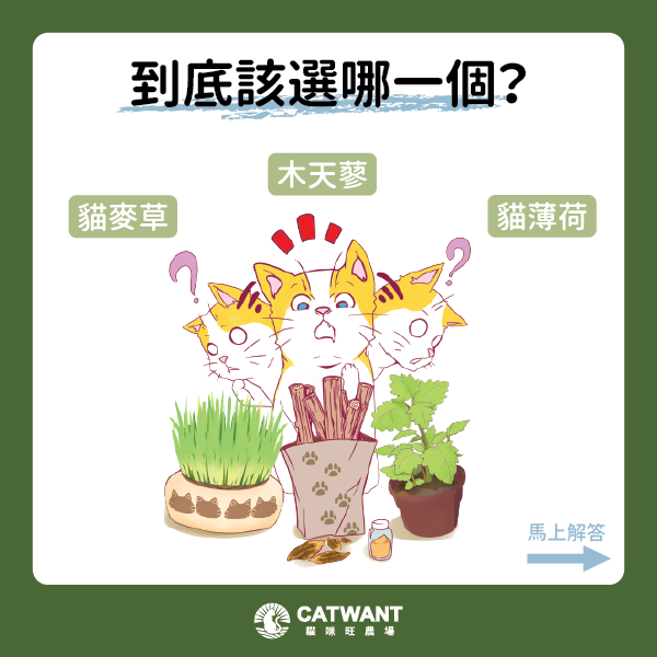 貓咪適合用木天蓼還貓薄荷？