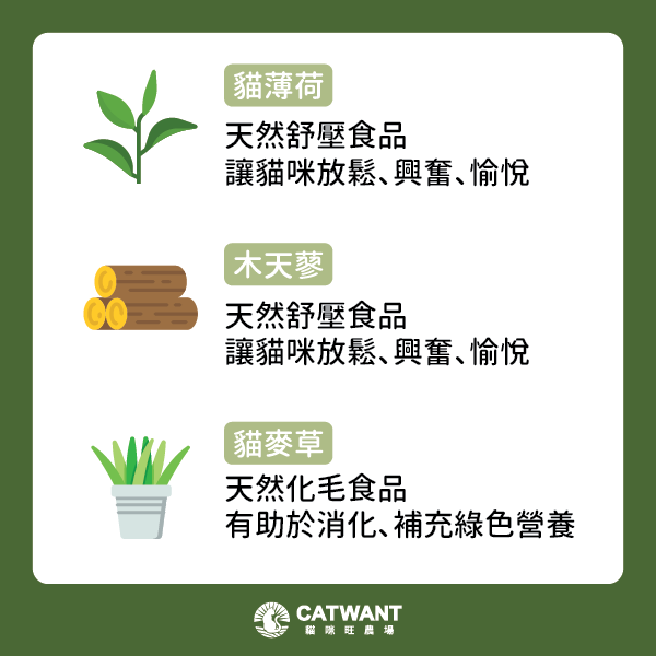 木天蓼、貓薄荷、貓麥草介紹