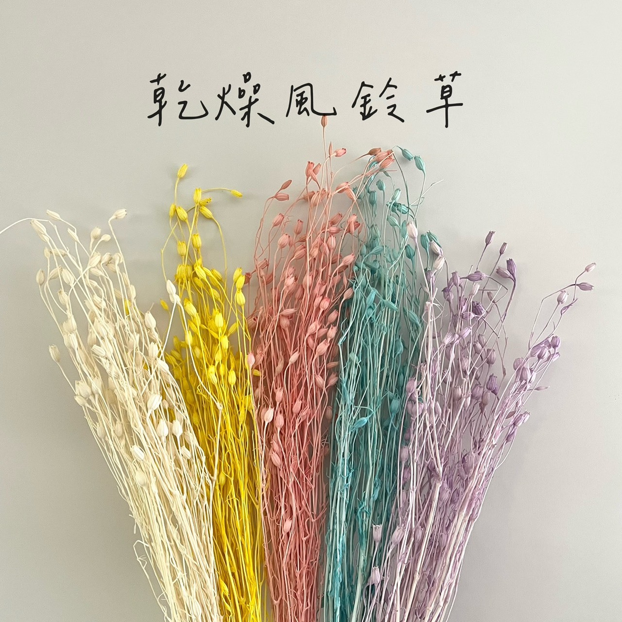 乾燥風鈴草