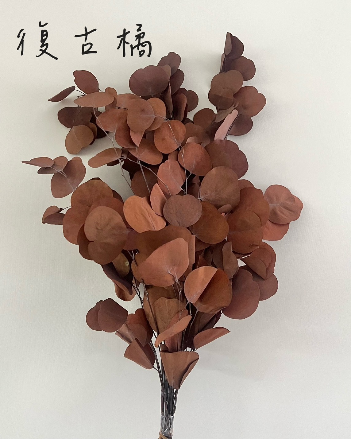 不凋尤加利葉-大圓葉