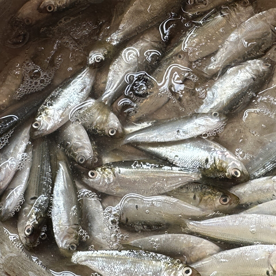 新子（小鰶魚）