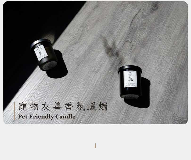 前調：蠟菊 中調：橙花 後調：雪松以及貓