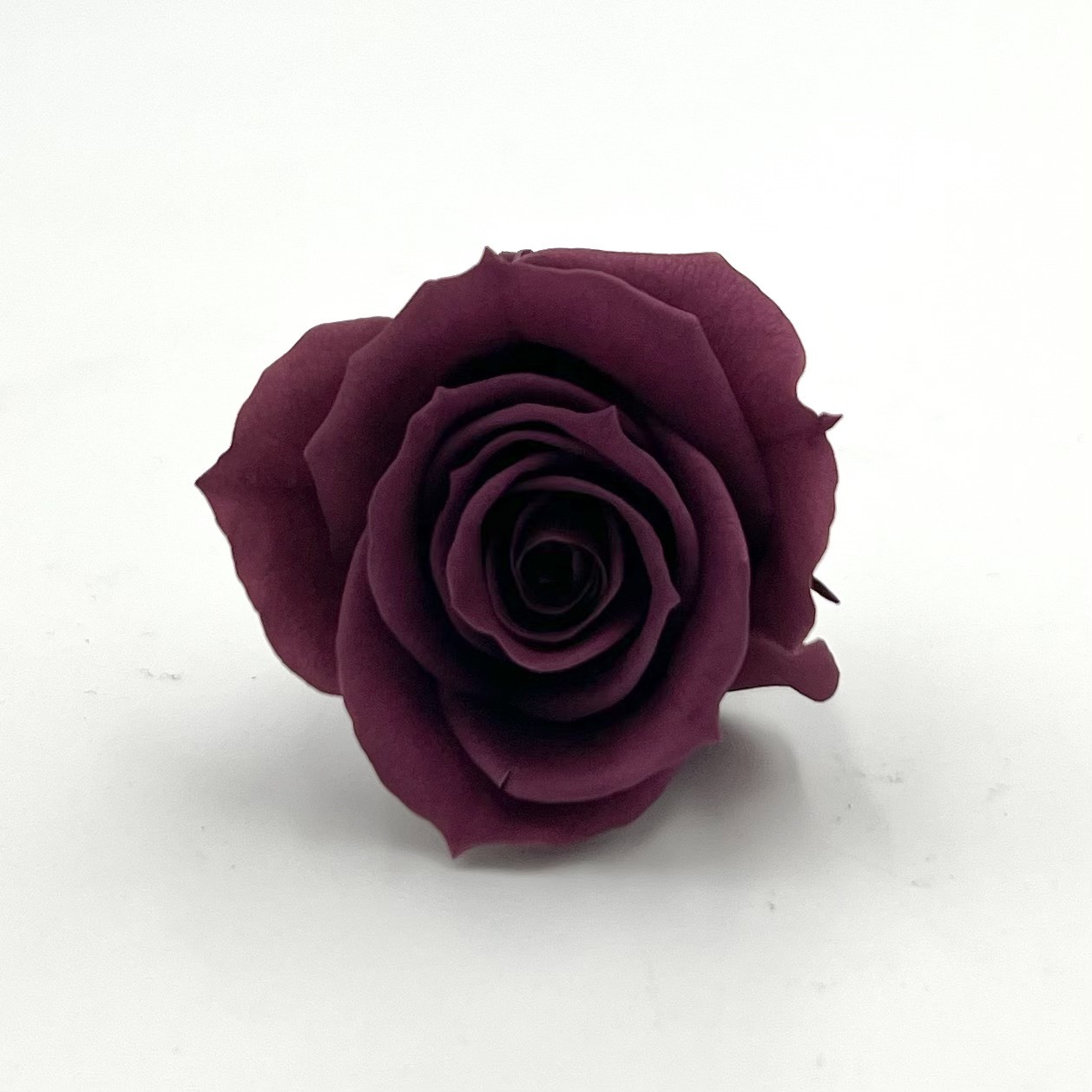 日本不凋中輪玫瑰(8朵) FL070-18(葡萄紫)