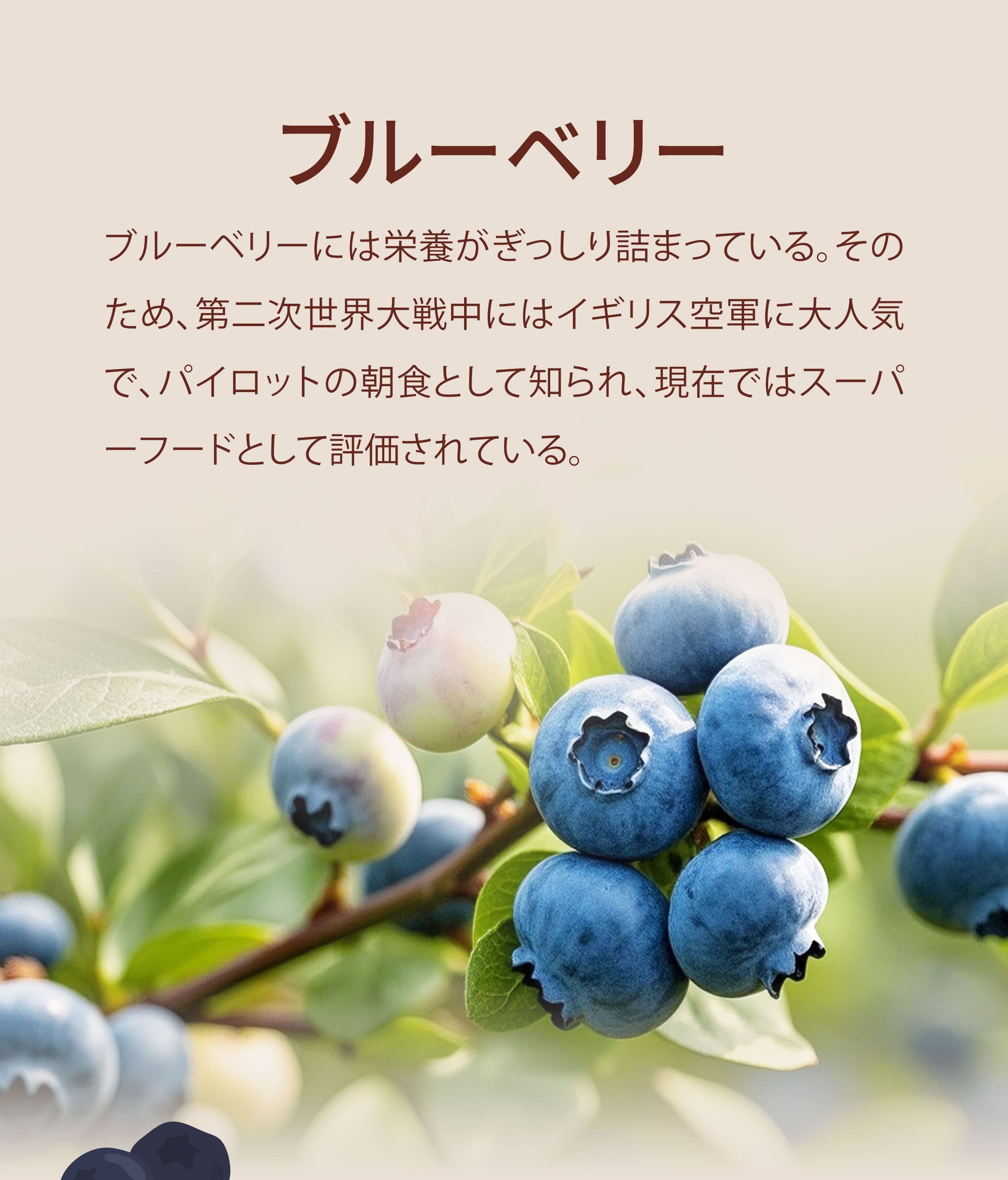 ブルーベリーの紹介