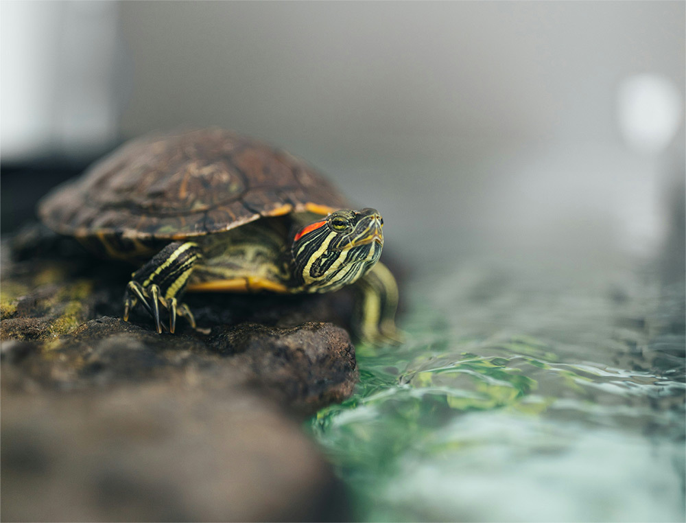 有助提升免疫力與抗病力，適合所有水陸兩棲龜類日常飼養