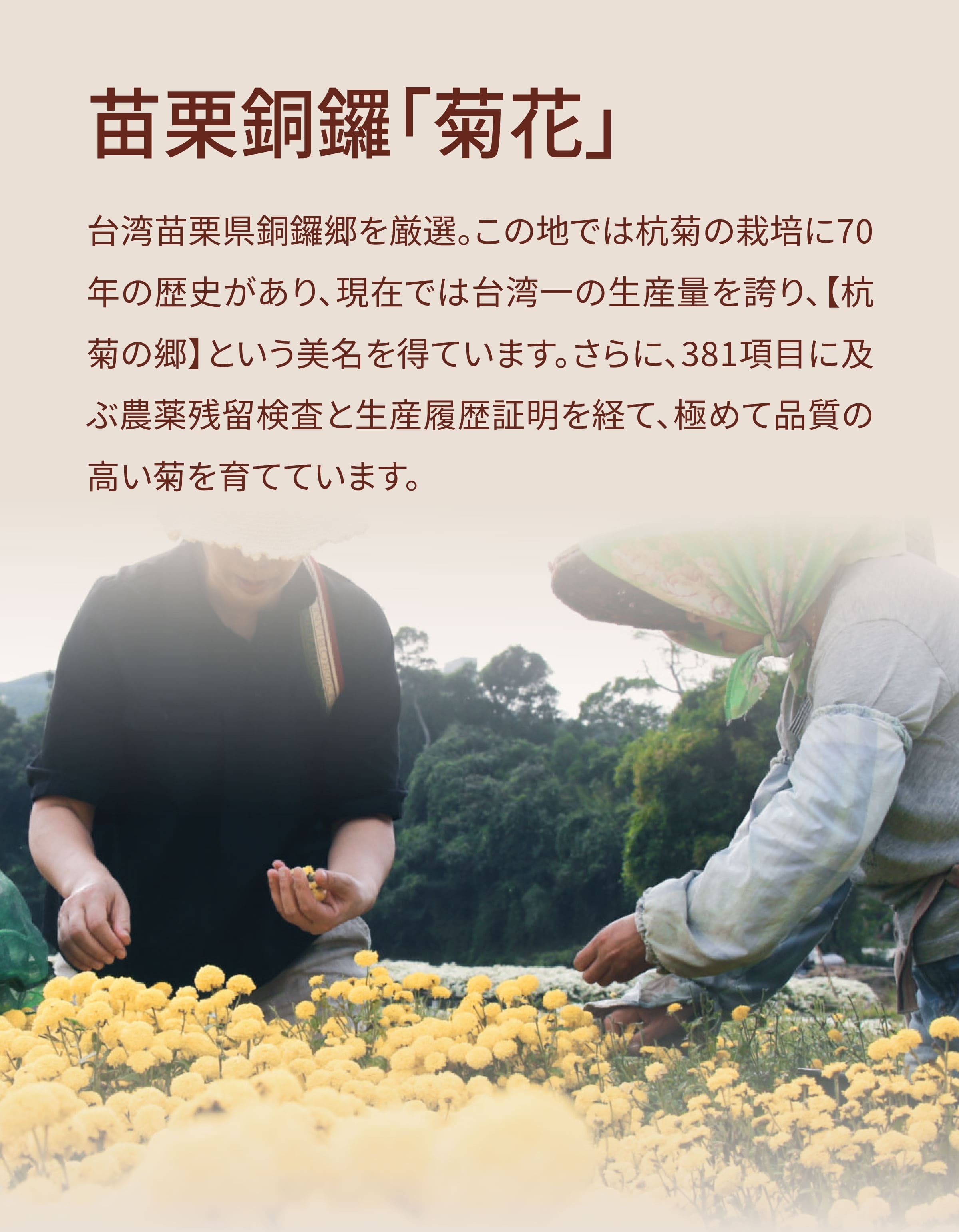 台湾干し菊の紹介