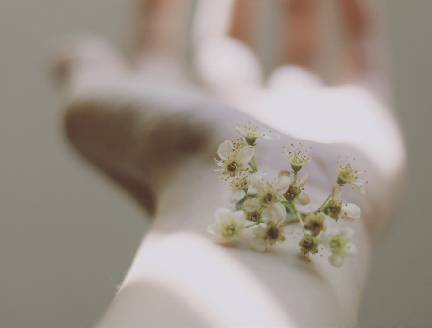 天然酵母來源 NMN