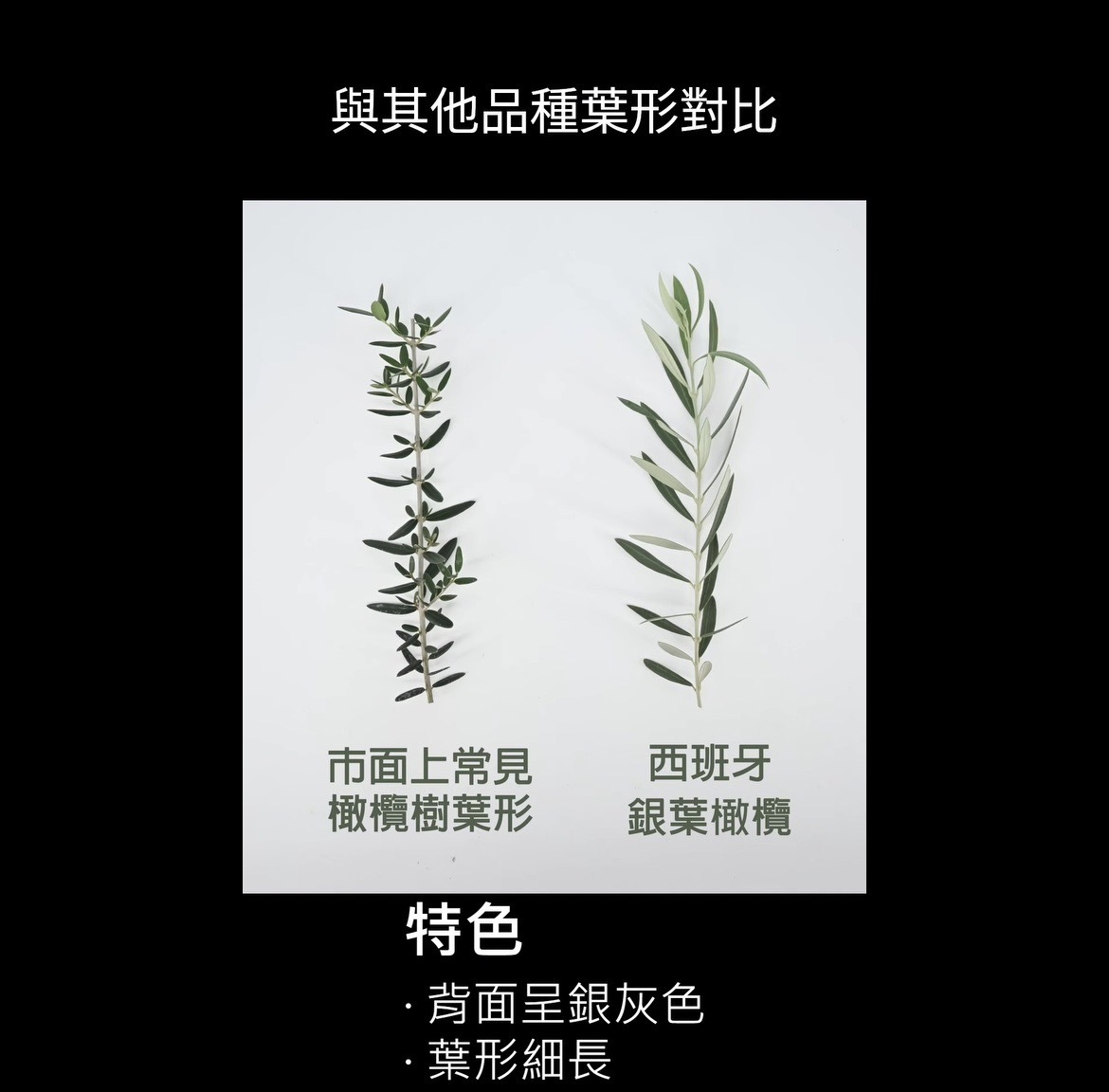 【橄享】Olive Tree 200年老樹 西班牙進口 橄欖樹 銀葉橄欖 銀葉油橄欖樹 盆景造型 景觀設計 商空設計 門店餐廳