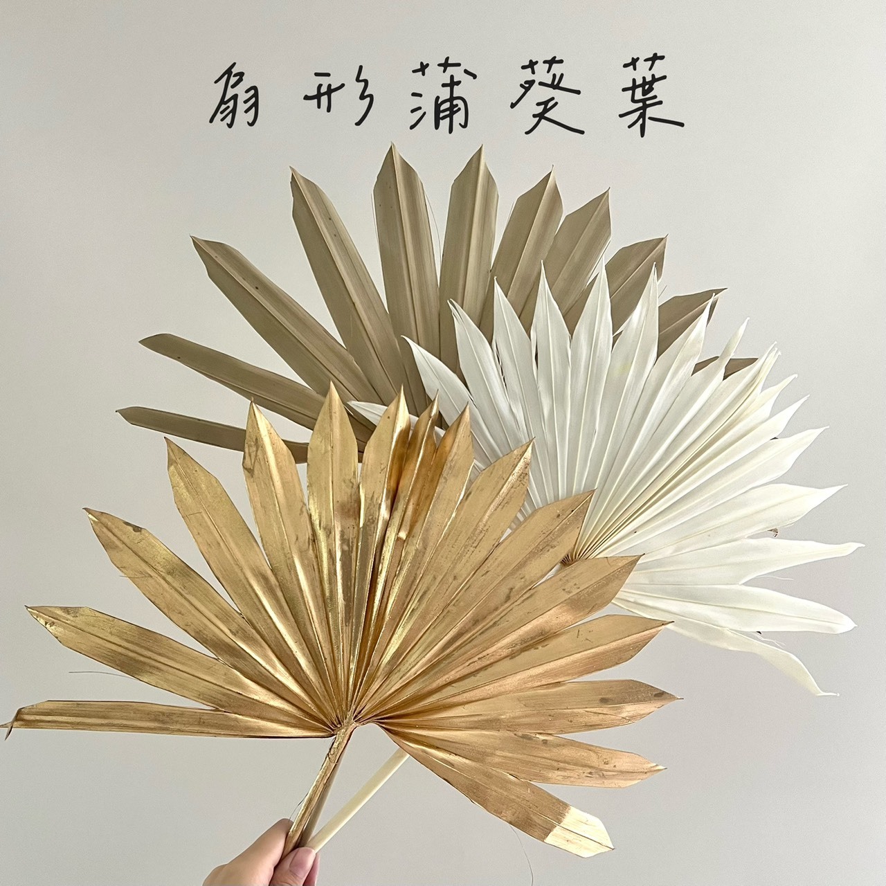 扇形蒲葵葉(5支)