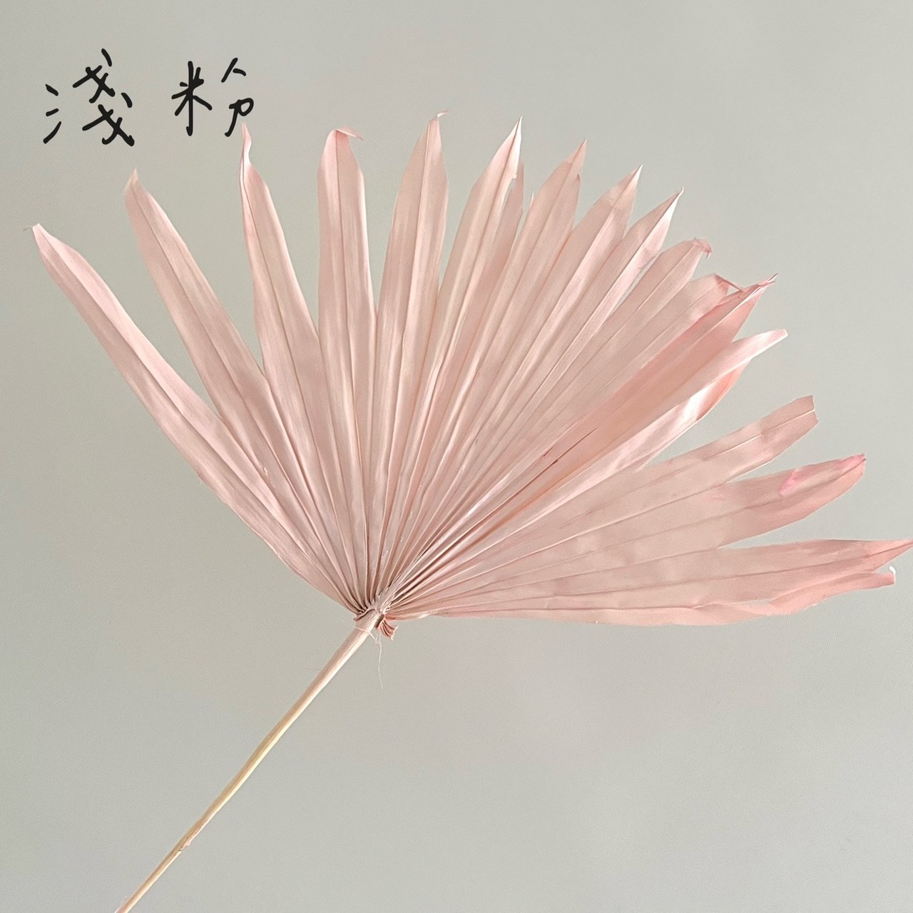 扇形蒲葵葉(5支)