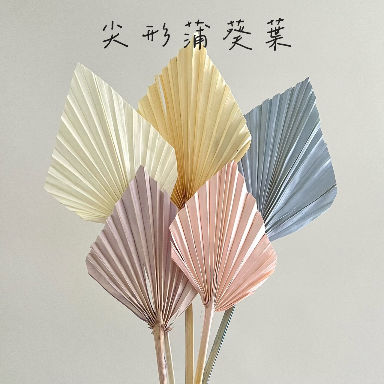 尖形蒲葵葉(5支)