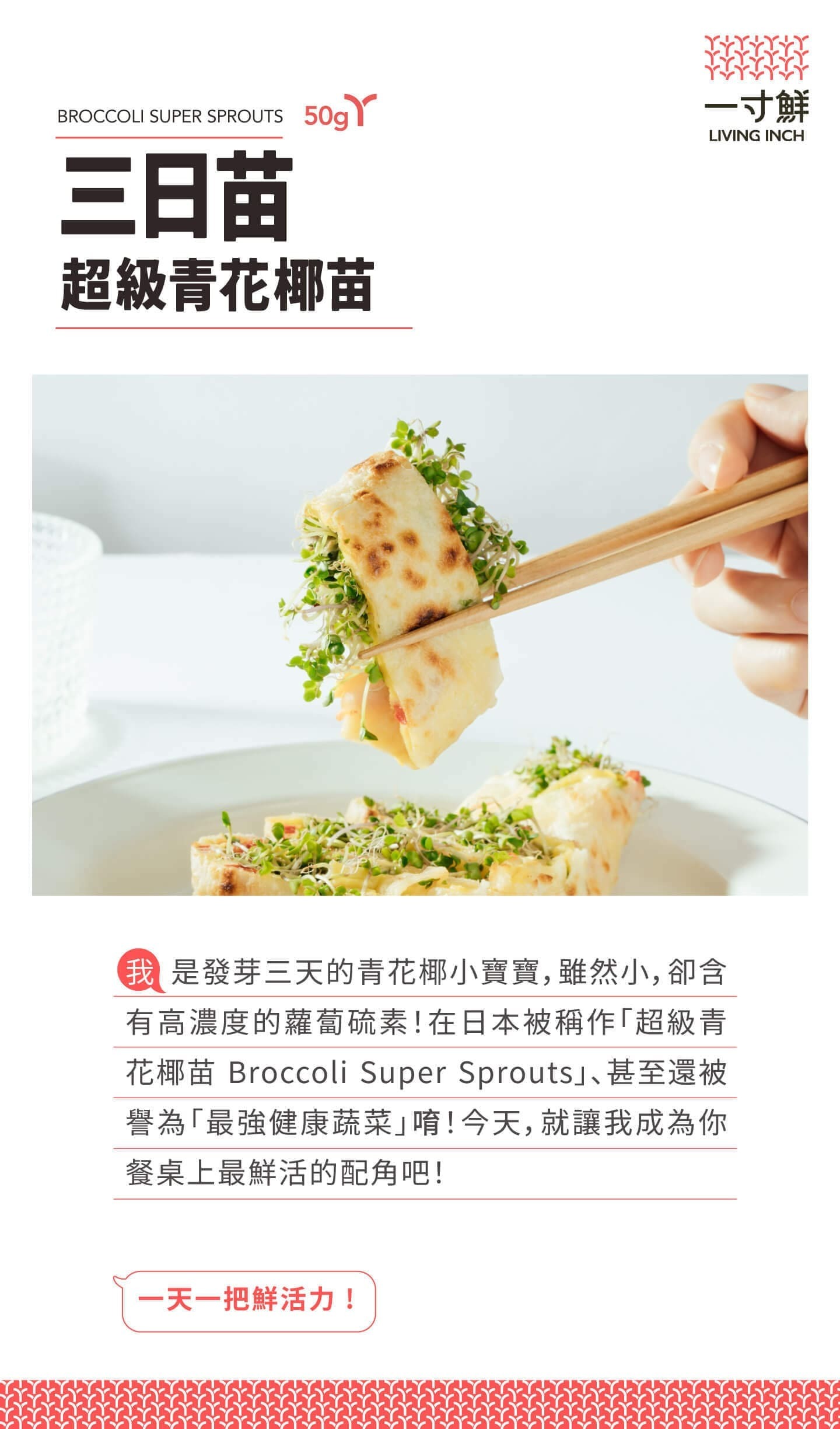 三日苗超級青花椰苗是發芽三天大的青花椰苗