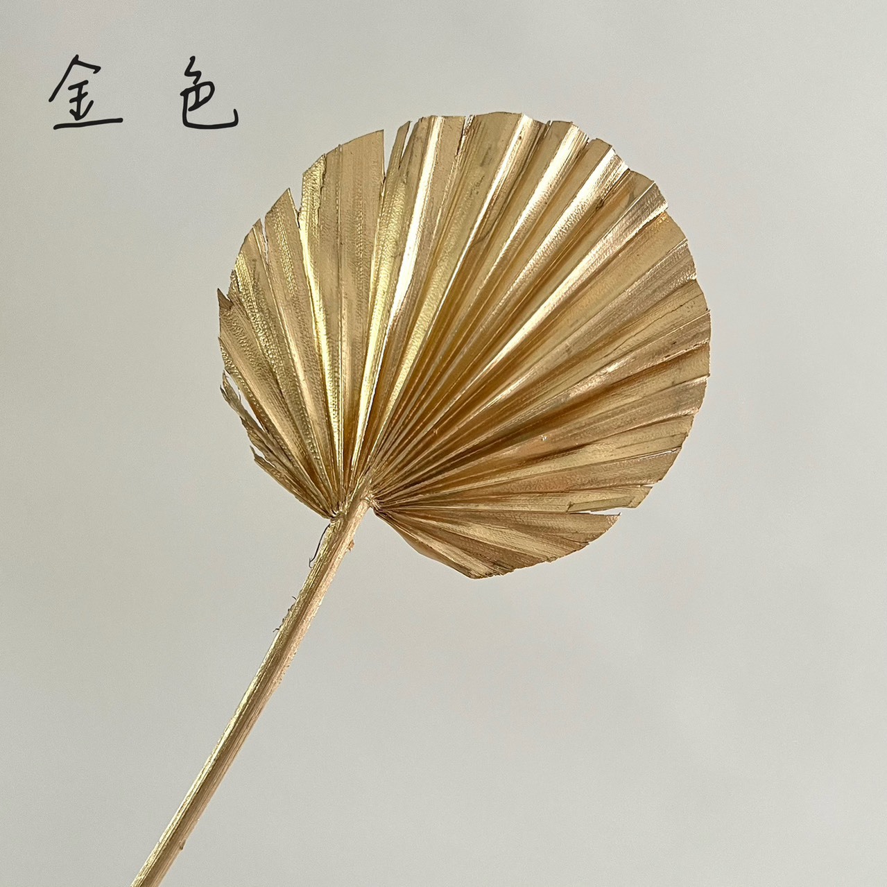 圓形蒲葵葉(5支)